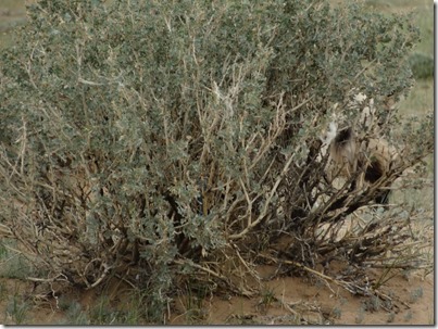 Camp Baya-Airfuetc045