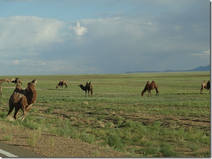 Camp Khovd-Camp Altai101